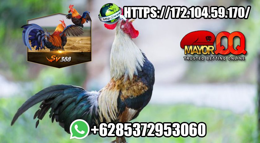 Situs Agen Daftar Sabung Ayam Online SV388